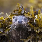 Coastal Otter