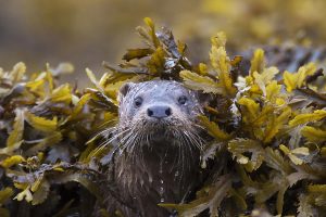 Coastal Otter