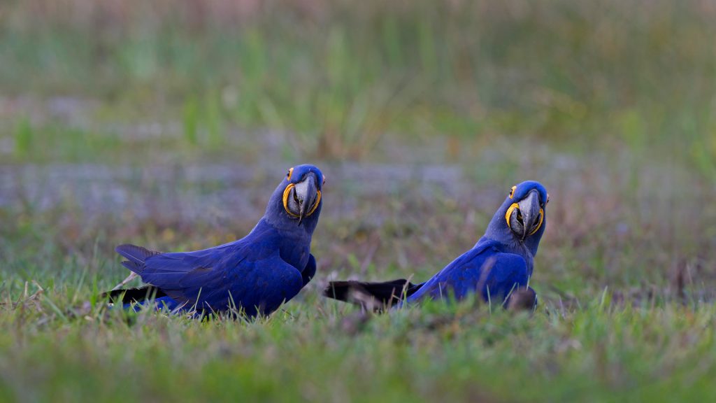 Hyacinth Macaws