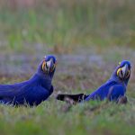 Hyacinth Macaws