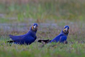 Hyacinth Macaws