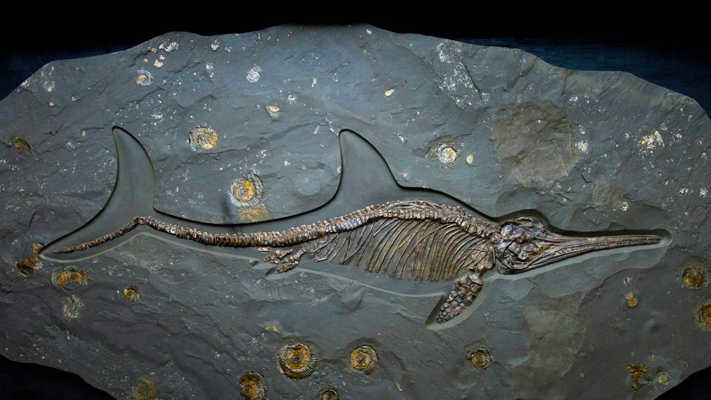 Ichthyosaur Fossil