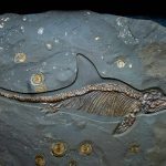 Ichthyosaur Fossil