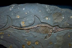 Ichthyosaur Fossil