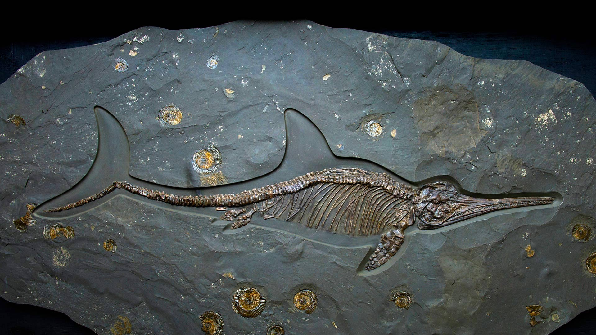 Ichthyosaur Fossil