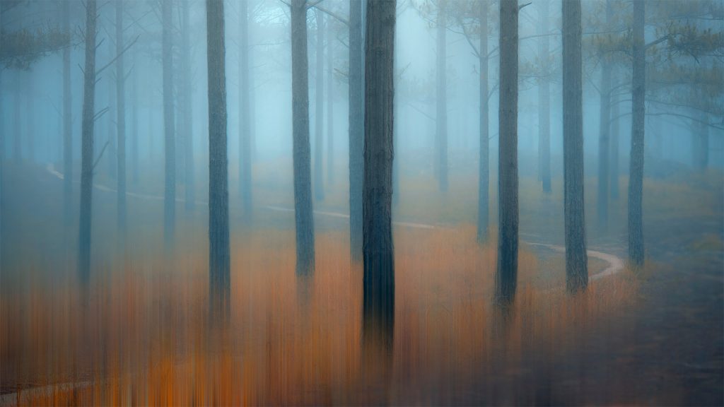 Misty Forest