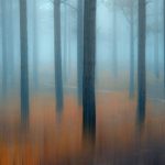 Misty Forest