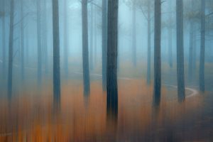 Misty Forest