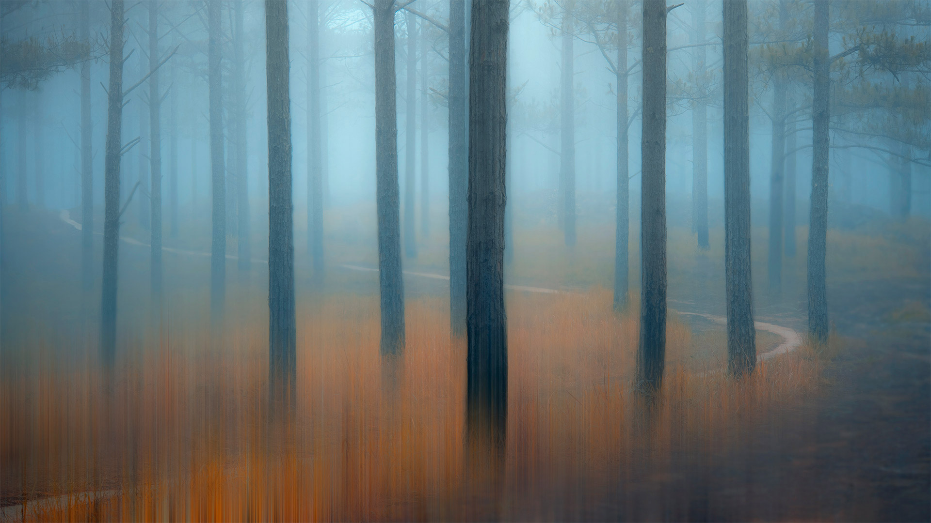 Misty Forest