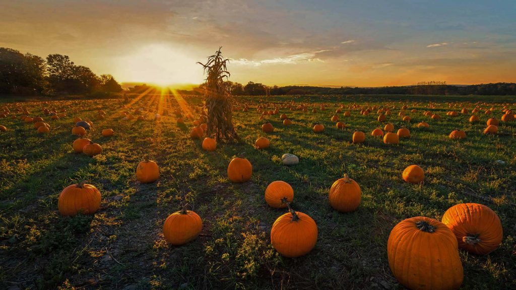 Newton Pumpkins