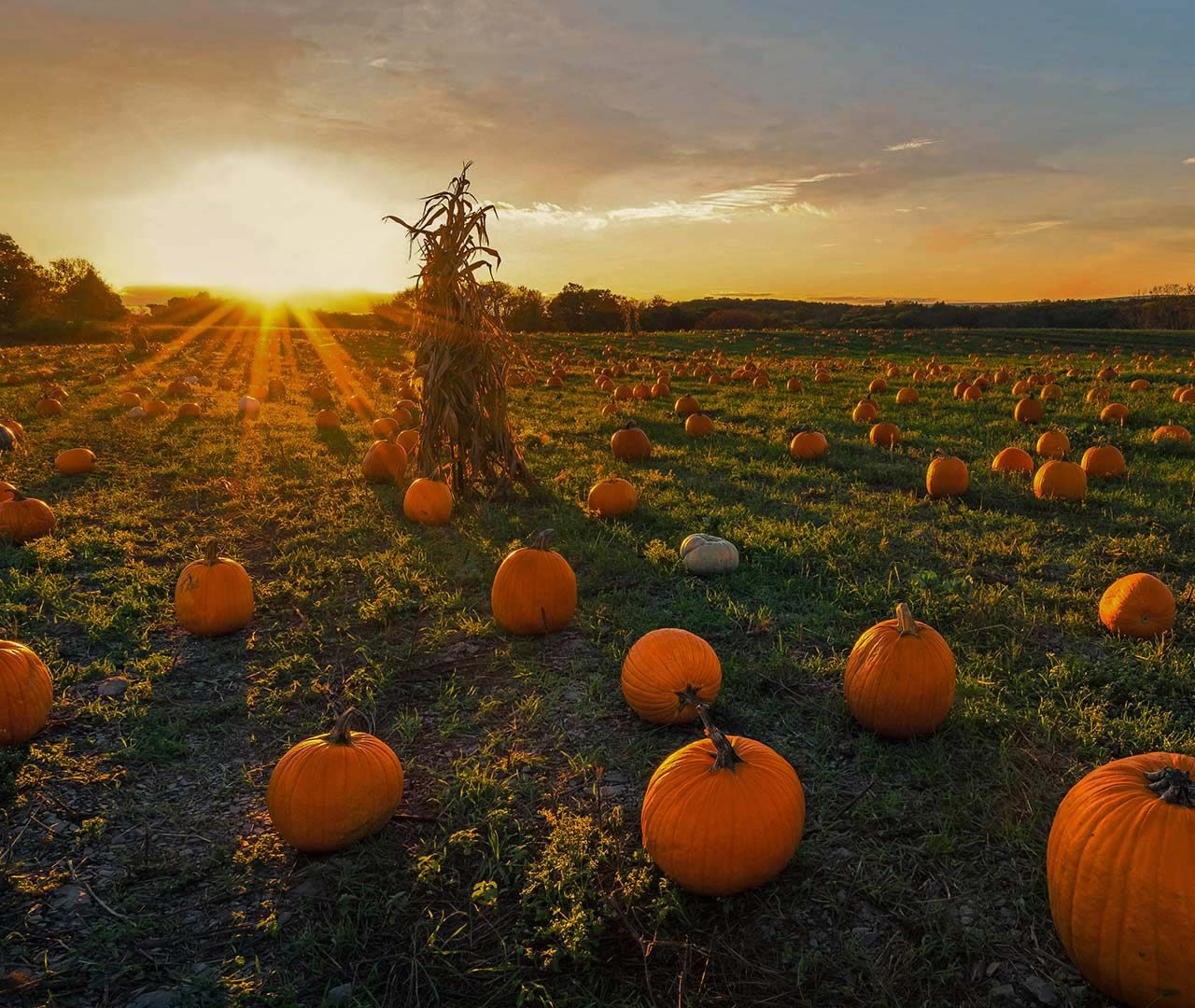 Newton Pumpkins – Bing Wallpaper Download
