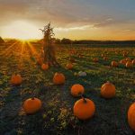 Newton Pumpkins