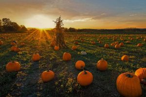 Newton Pumpkins