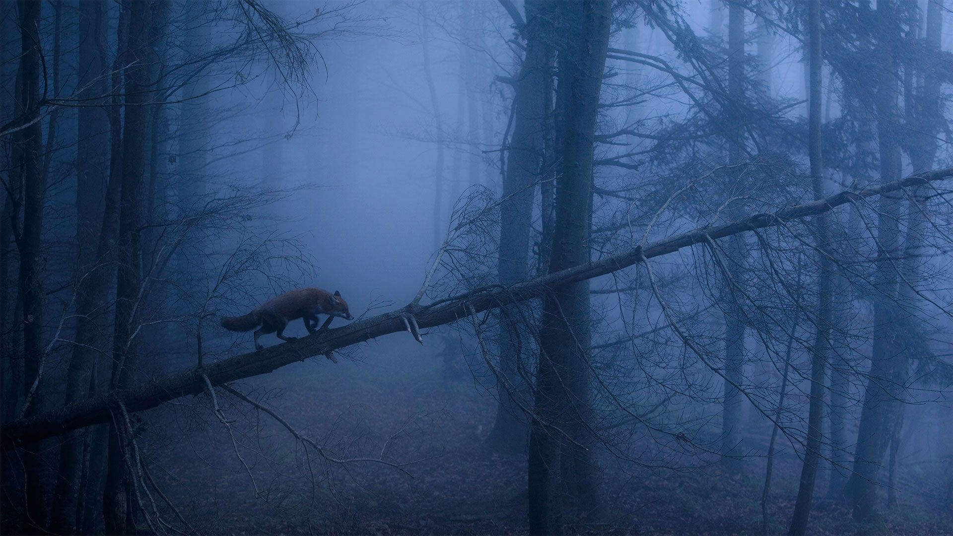 Red Fox Black Forest