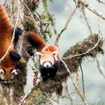 Red Pandas