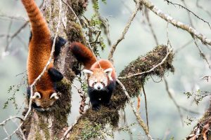 Red Pandas