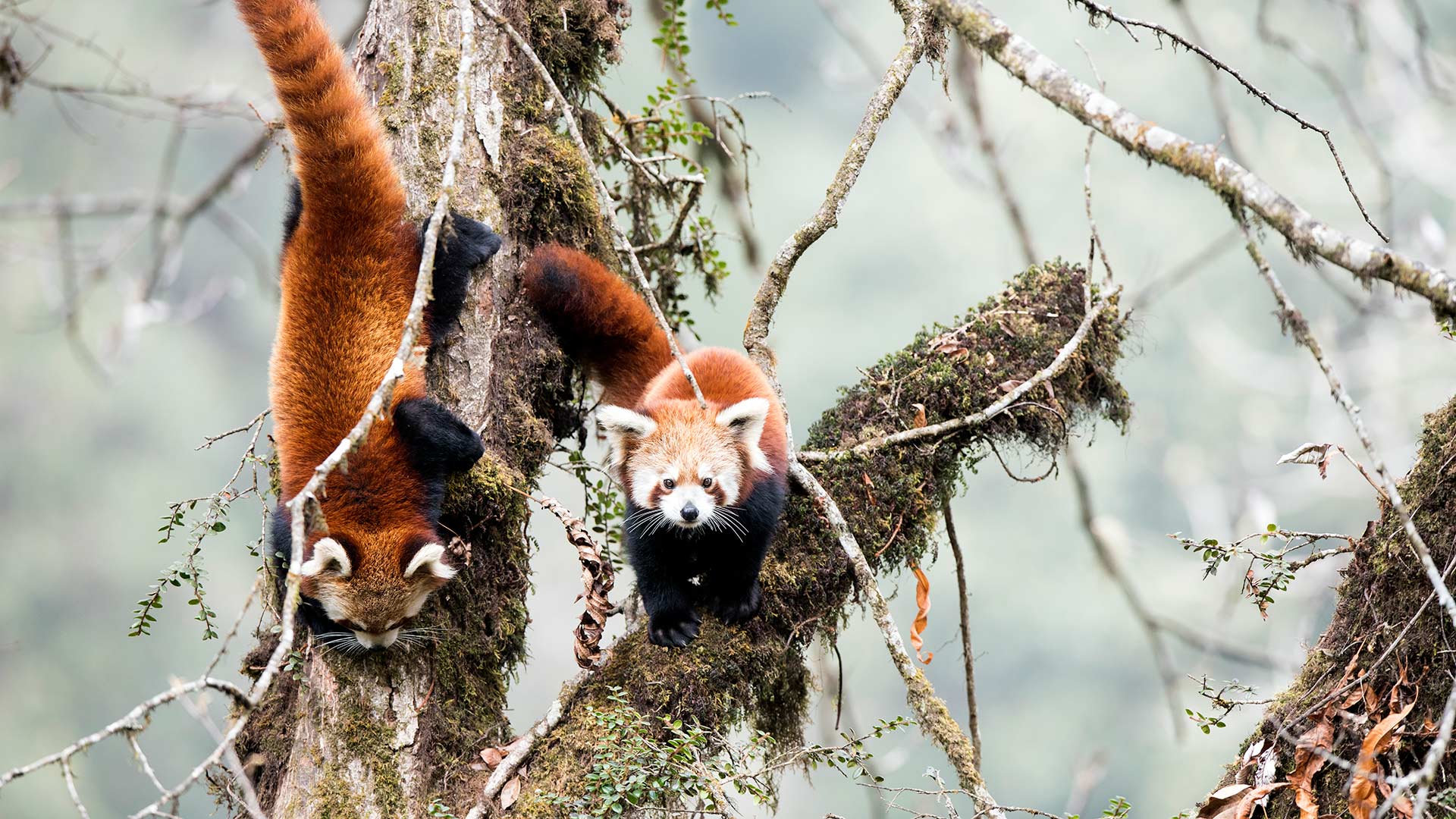 Red Pandas