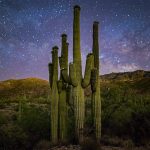 Saguaro Family