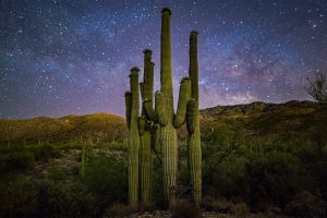 Saguaro Family