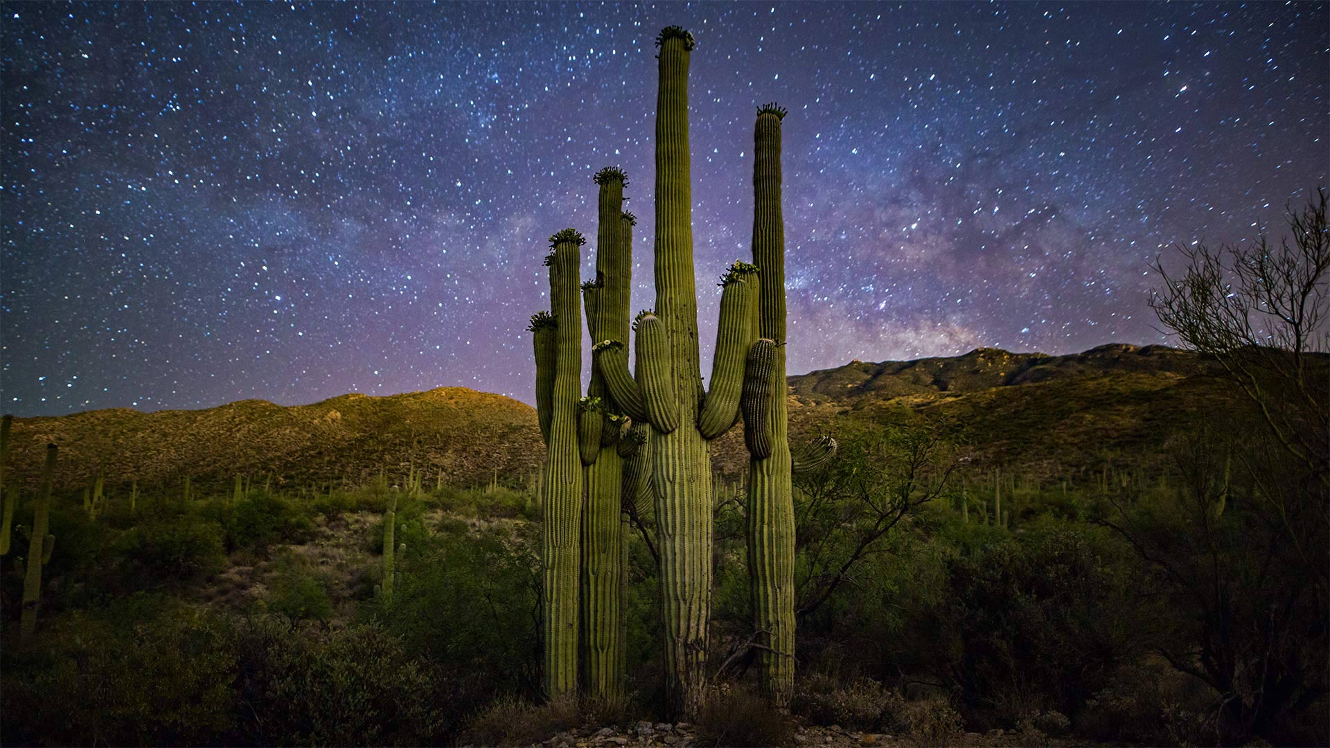 Saguaro Family