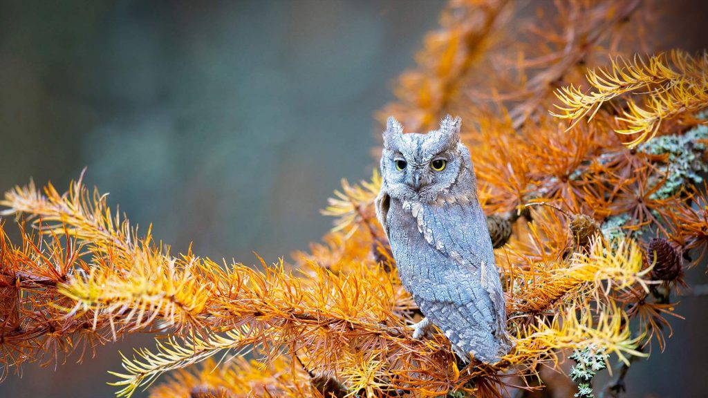 Scops Owl