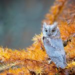 Scops Owl