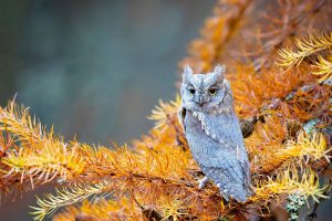 Scops Owl