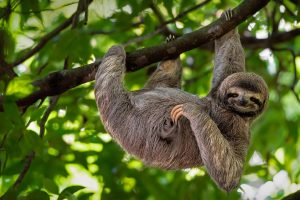 Smiley Sloth