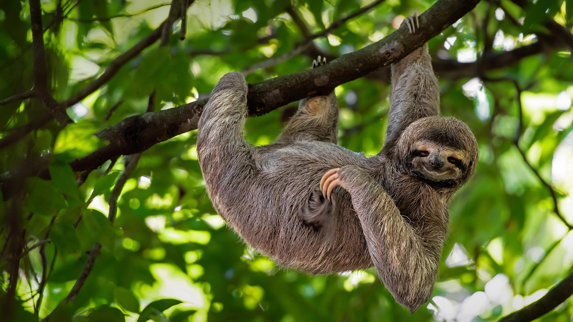 Smiley Sloth