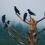 Unkindness Ravens