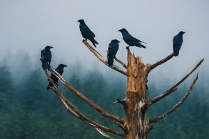 Unkindness Ravens