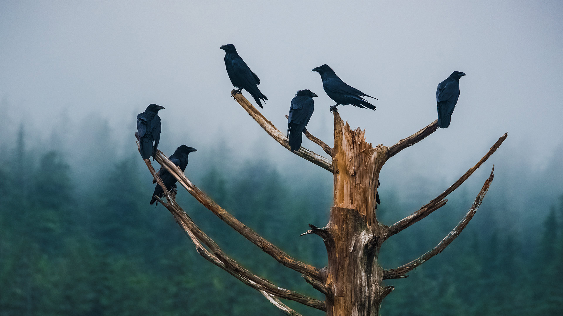 Unkindness Ravens