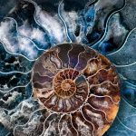 Ammonite Shell