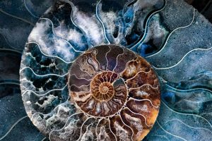 Ammonite Shell