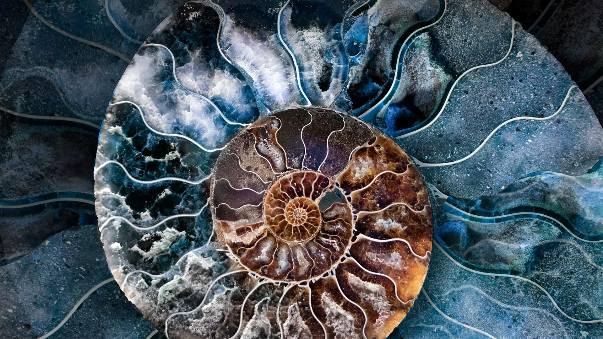 Ammonite Shell