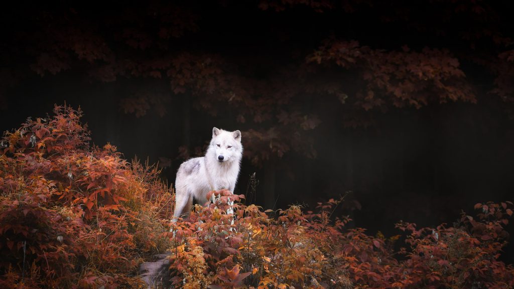 Autumn Wolf