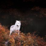 Autumn Wolf