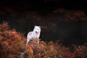 Autumn Wolf