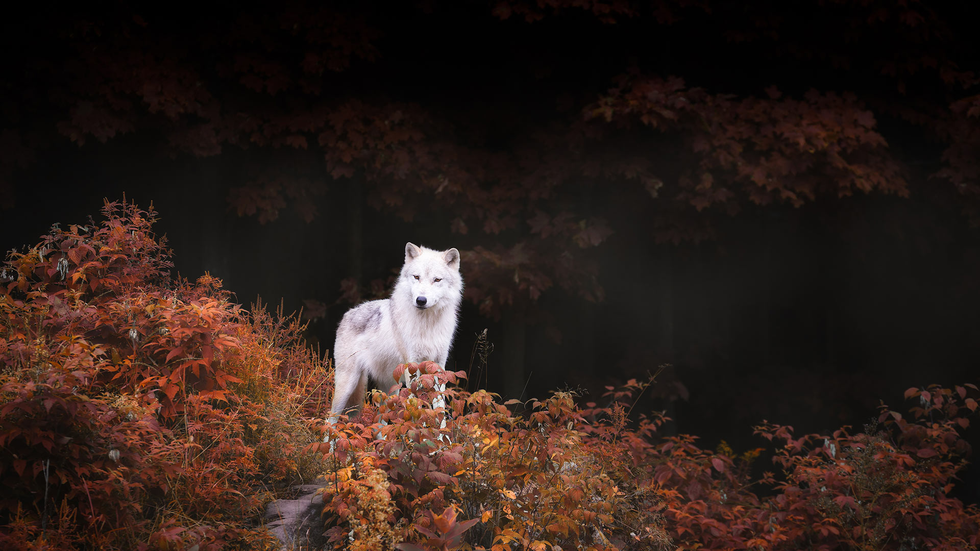 Autumn Wolf