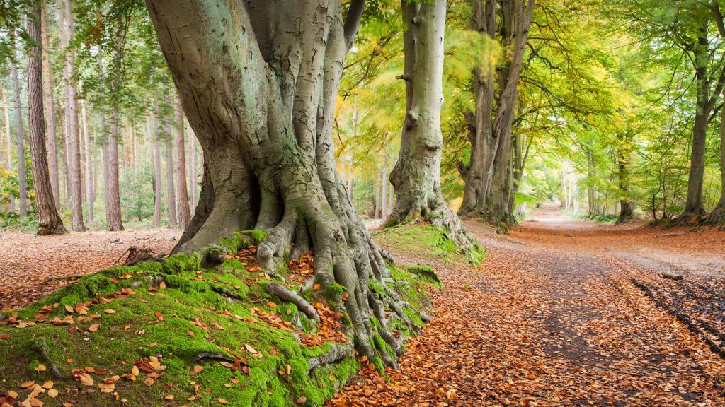 Beech Trees