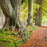 Beech Trees