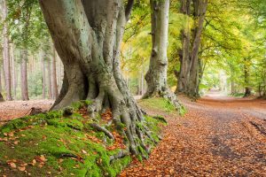 Beech Trees