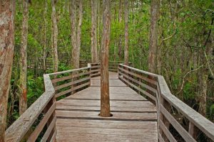 Corkscrew Swamp