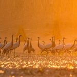 Demoiselle Cranes