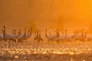 Demoiselle Cranes