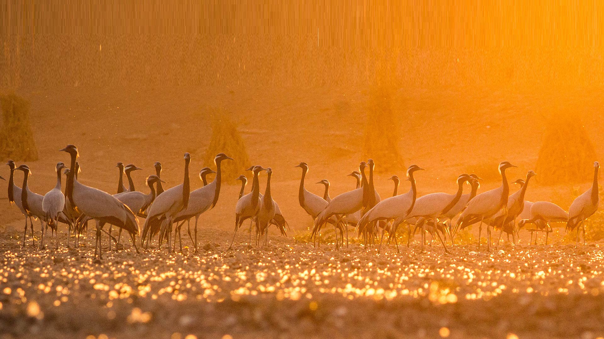 Demoiselle Cranes