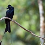 Drongo Bird