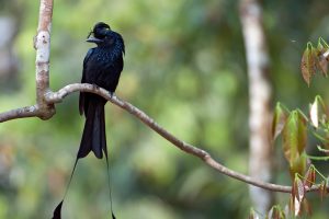 Drongo Bird