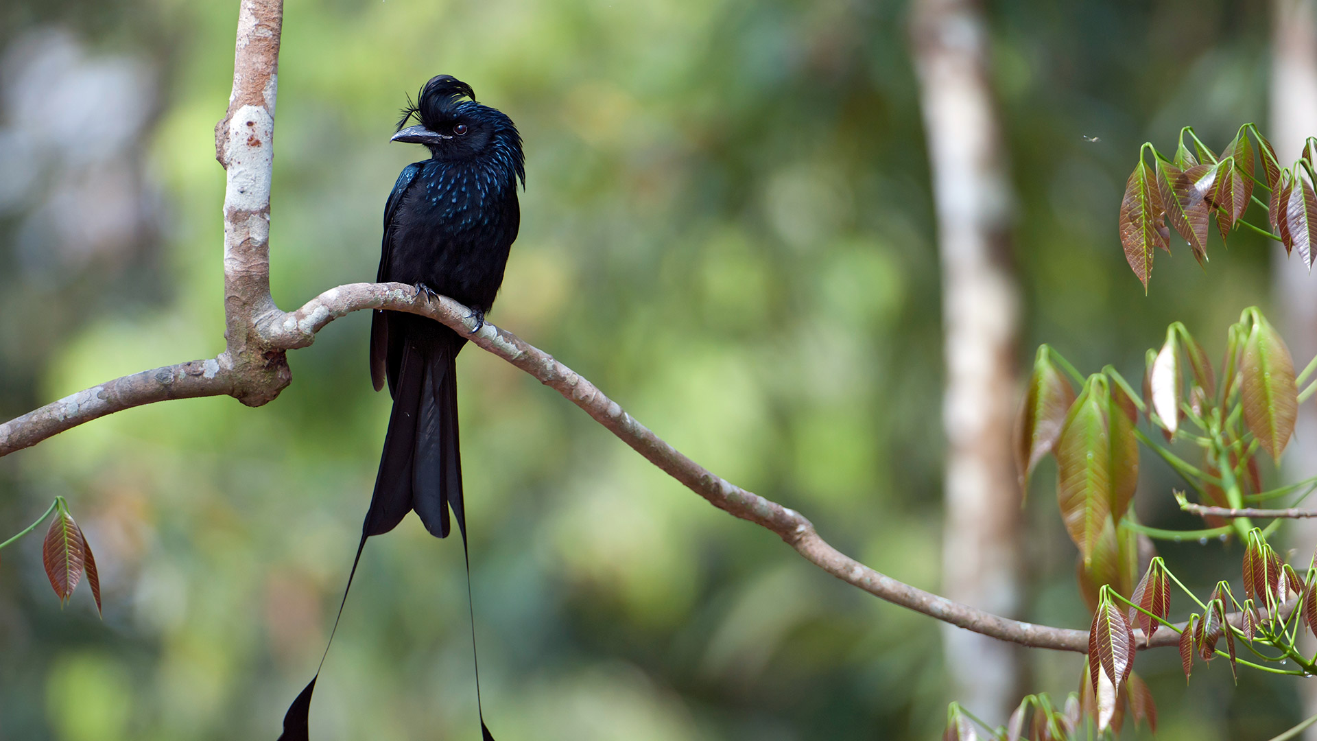 Drongo Bird Bing Wallpaper Download