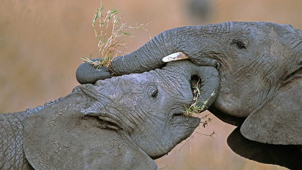 Elephant Giving